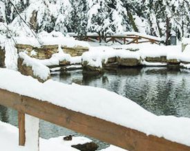 Comment démarrer le bassin de jardin après l’hiver