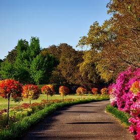 Un complexe bio-enzymatique de nutriments pour vos ARBRES ET ARBUSTES SAINS 500g