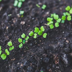 Un complexe bio-enzymatique de nutriments pour vos GRAINES et SEMIS SAINS 500g