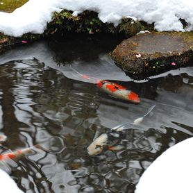 Nettoyant bio-enzymatique pour votre BASSIN DE JARDIN HIVERNÉ de manière optimale (l’hiver) 500g (Bactérie pour bassin)